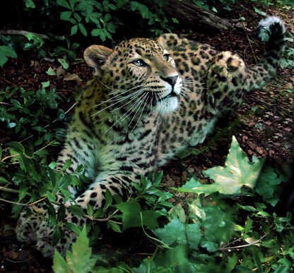 Bioparco e Banca del Fucino, patto per biodiversità e benessere animale